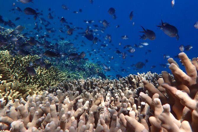 Snorkeling in Menjangan Island with Pickup and Lunch - First snorkeling session: what to look for in your first 45–60 minutes