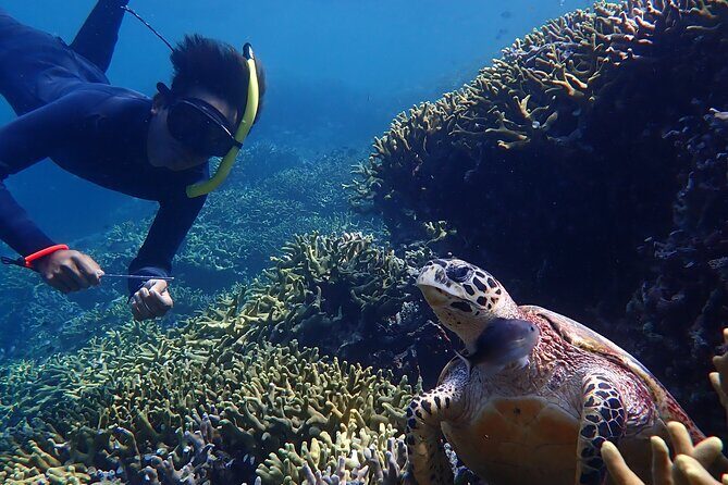 Snorkeling in Menjangan Island with Pickup and Lunch - Beach lunch break: food choice, shade, and a wild deer moment