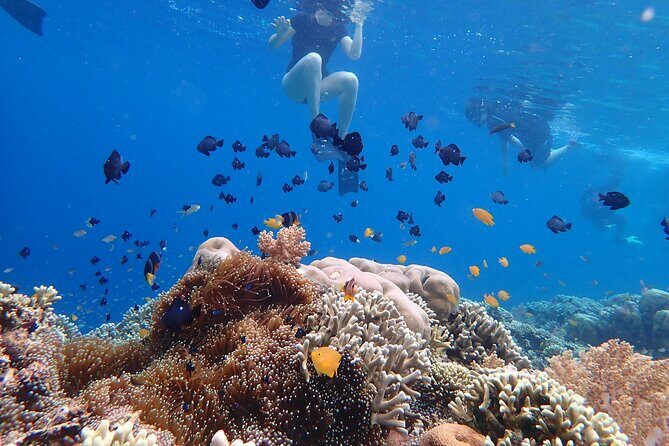 Snorkeling in Menjangan Island with Pickup and Lunch - Second snorkeling session: more chances, calmer rhythm