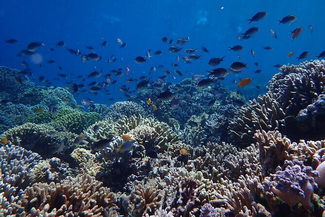Snorkeling in Menjangan Island with Pickup and Lunch - Small group size and the guide touch (including photos/videos)