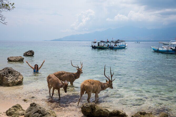 Snorkeling in Menjangan Island with Pickup and Lunch - Value check: is $39.73 a smart deal for this Bali snorkeling day?