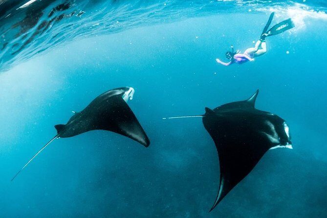 Snorkeling Manta Ray Safari in Nusa Penida - What’s included (and why it makes this such good value)