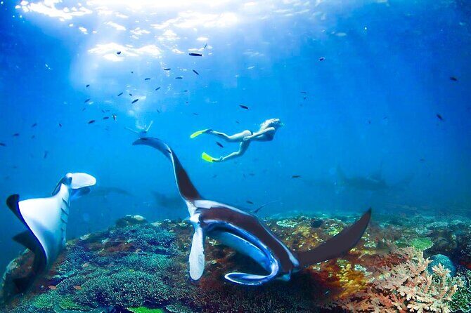 Snorkeling Manta Ray Safari in Nusa Penida - The snorkeling route: Toyapakeh base and 3 to 4 bay stops