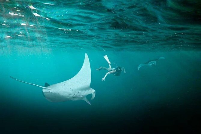 Snorkeling Manta Ray Safari in Nusa Penida - Wild animals, unpredictable timing: what to do if you don’t see mantas