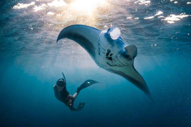 Snorkeling Manta Ray Safari in Nusa Penida - Price and logistics: is $15.28 really a bargain?