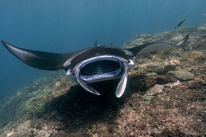 Snorkeling Manta Rays, Land Tour Tembeling Pool & Kelingking - Key points before you go