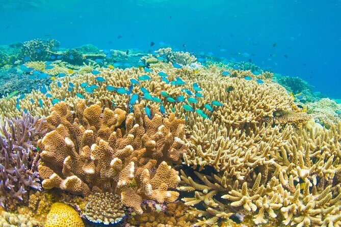 Snorkeling Manta Rays, Land Tour Tembeling Pool & Kelingking - Tembeling Pool and Forest: Jungle Water, Then the Ride Back