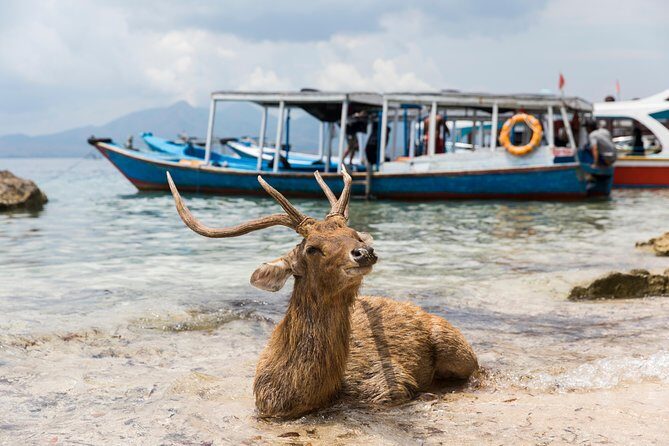 Snorkeling & Trekking at West Bali National Park - Why Menjangan Island is the star of this 2-day plan