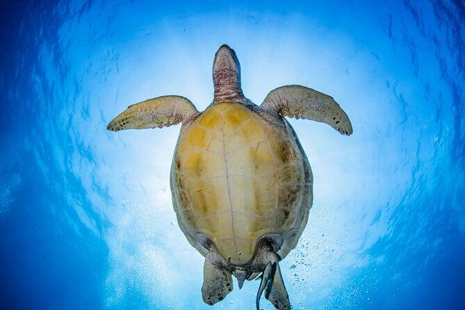 Snorkeling Trip to Menjangan Island - Two Times In The Water: How The Day Is Structured