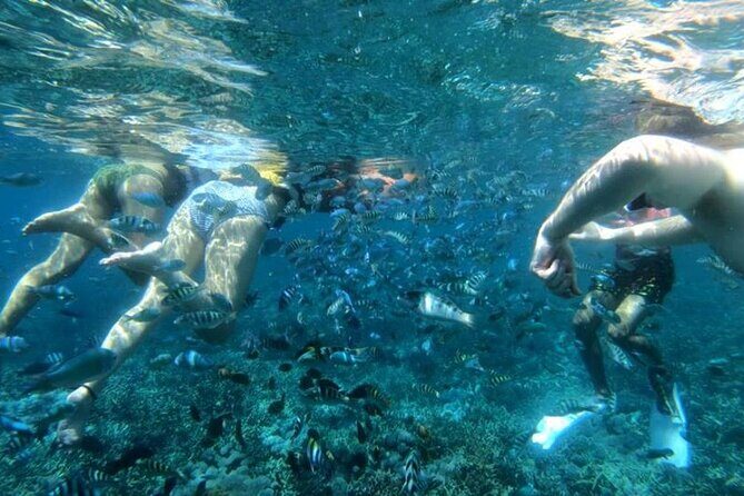 Snorkeling Trips with Manta Ray from Nusa Lembongan - Stop 2 at Toya Pakeh Wall: the fish-and-barnacle show