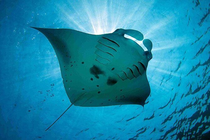 Snorkeling Trips with Manta Ray from Nusa Lembongan - Price and value: what $23 buys you on the water