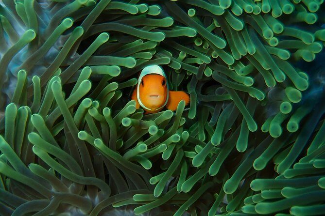 Try Diving in Nusa Lembongan - Penida. For beginners (with 2 ocean dives) - Where Nusa Lembongan and Penida fit on a beginner trip