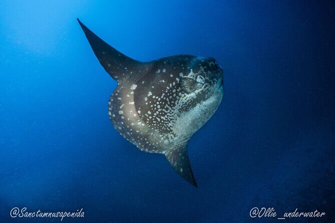 Try Scuba Diving for Beginners with manta rays (Non - Certified) - First-time scuba on Nusa Penida: pool coaching that actually matters