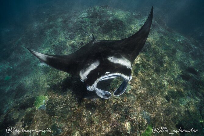 Try Scuba Diving for Beginners with manta rays (Non - Certified) - Safety with a 1:2 instructor ratio (and what you should do in the water)