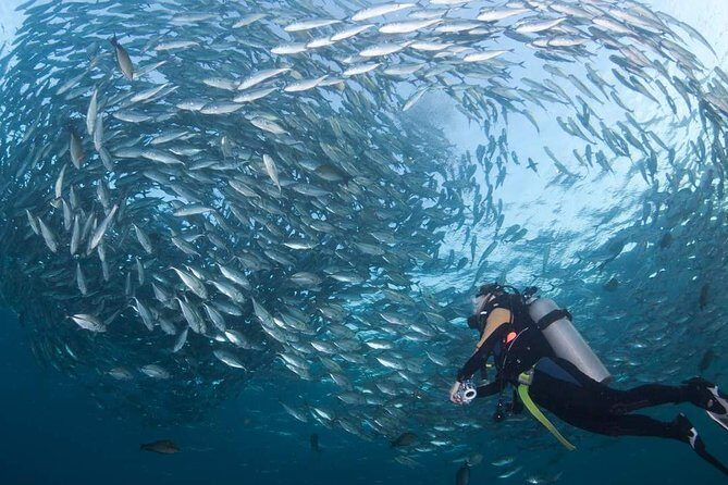 Tulamben Diving Tour Shipwreck USS Bali - Key things that stand out on this Tulamben USS Liberty day