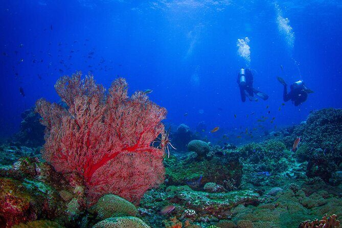 Two fun dives morning trip (Certified Divers only) - Key highlights worth caring about