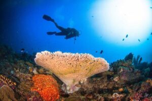Two fun dives morning trip (Certified Divers only) - Small groups of 4: why the attention feels real