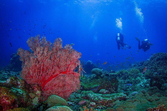 Two fun dives morning trip (Certified Divers only) - Manta Point: the feeding stop and what it means for your day