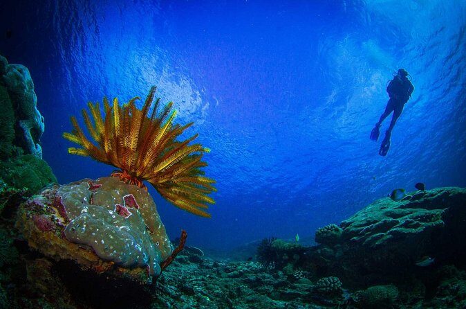 Two fun dives morning trip (Certified Divers only) - Boat comfort: water, tea, coffee, and staying energized