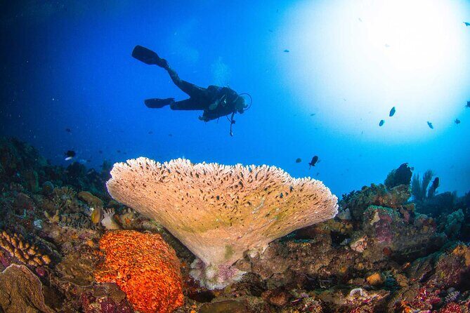 Two fun dives morning trip (Certified Divers only) - Small groups of 4: why the attention feels real