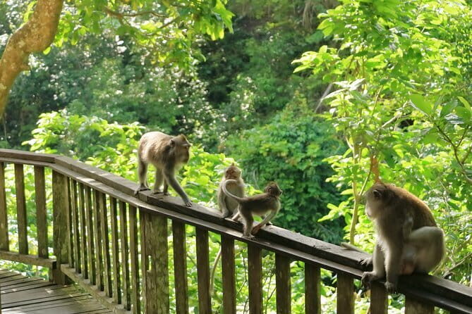 Ubud All-Inclusive Tour with Swing and Lunch - Ubud Jungle Swing: The Photo Moment That’s Built into Your Route
