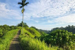 Ubud Countryside Tour: Campuhan Ridge Walk and Rice Terrace - Price and what $40 actually buys you in real life