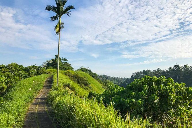 Ubud Countryside Tour: Campuhan Ridge Walk and Rice Terrace - Price and what $40 actually buys you in real life