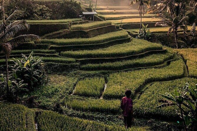 Ubud Customized Full Day Tour - Visit Most favorite In Ubud - Monkey Forest, Market Browsing, and Jungle Swing Picks