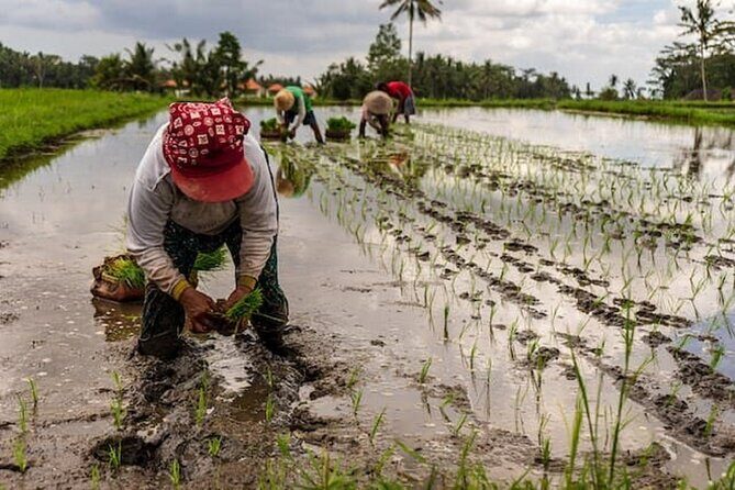 Ubud: Downhill Cycling with Volcano, Rice Terraces and Meal - Banjar Laplapan Meal Stop: Lunch at the End of the Descent