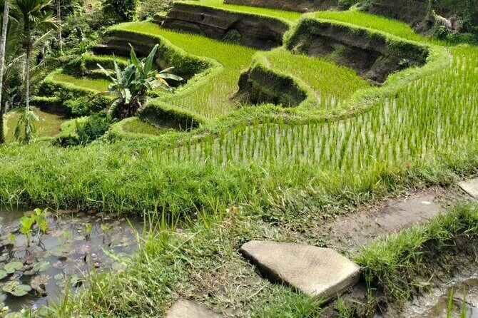 Ubud Explorer Private Day Tour - Tegalalang Rice Terrace Views and the Story of Agriculture