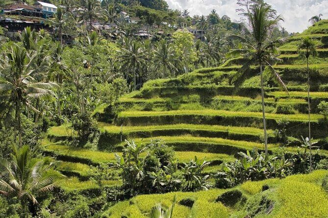 Ubud Monkey Forest, Rice Terrace & Tirta Empul Temple Tour - A Ubud day built around big wow moments (and fewer headaches)