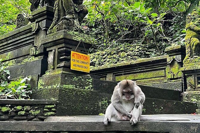 Ubud Monkey Forest, Rice Terrace & Tirta Empul Temple Tour - Pickup, air-conditioned transport, and a 15-person max