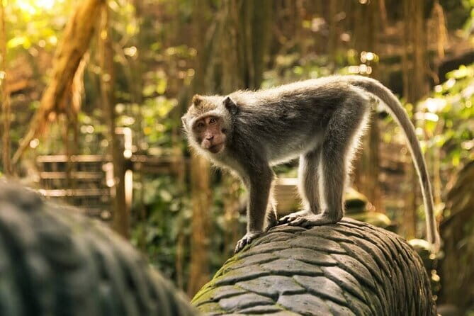 Ubud: Monkey Forest, Rice Terraces and Jungle Swing Tour - Key highlights you’ll feel right away