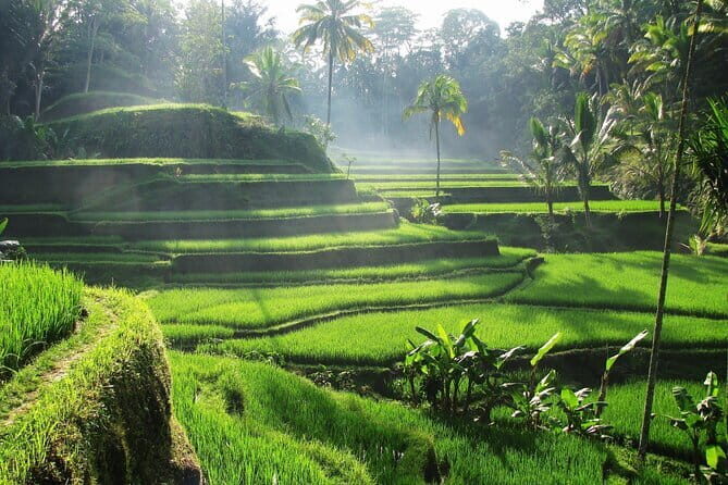 Ubud: Monkey Forest, Rice Terraces and Jungle Swing Tour - Happy Swing Bali: the jungle swing ride with staff picture help