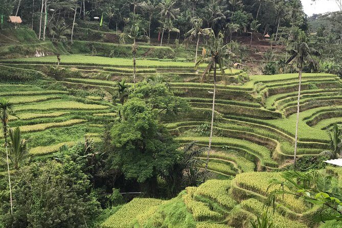 Ubud Private Tour : Best Of Ubud - Guided Tour - Stop 2: Sacred Monkey Forest Sanctuary (1 hour)