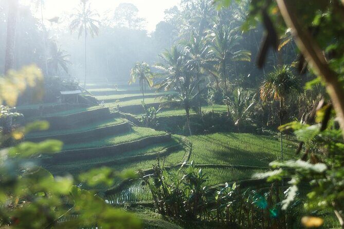 Ubud Private Tour - Waterfalls, Water Temple & Rice Terraces - Lunch Stop at Sari Timbul by Kubu Bali