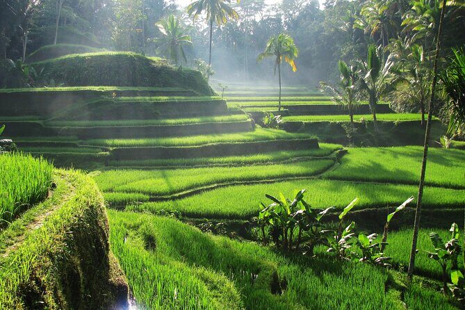 Ubud Private Tour - Waterfalls, Water Temple & Rice Terraces - Tegallalang Rice Terraces: Panoramic Views and a Final Walk