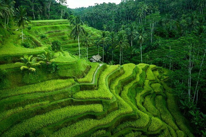 Ubud Private Tours with Jungle Swing Experience - all inclusive - A Ubud Swing Day That Mixes Arts Villages and Waterfalls