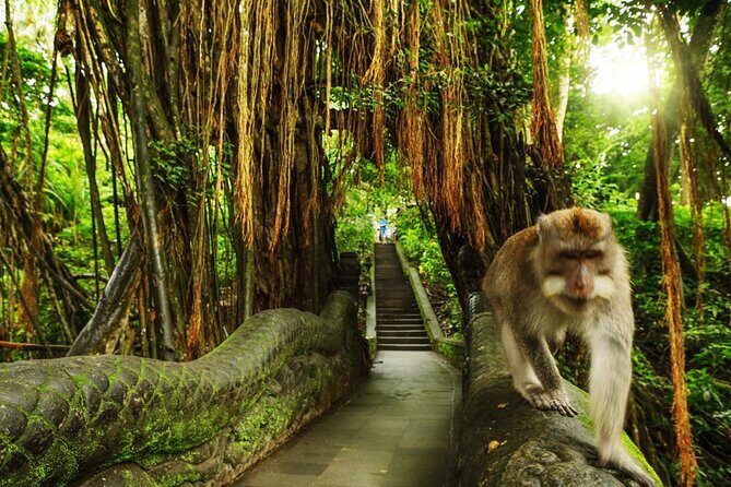 Ubud Skip the line Monkey Forest Sanctuary Ticket and Guided Tour - Key Highlights I Think You’ll Care About