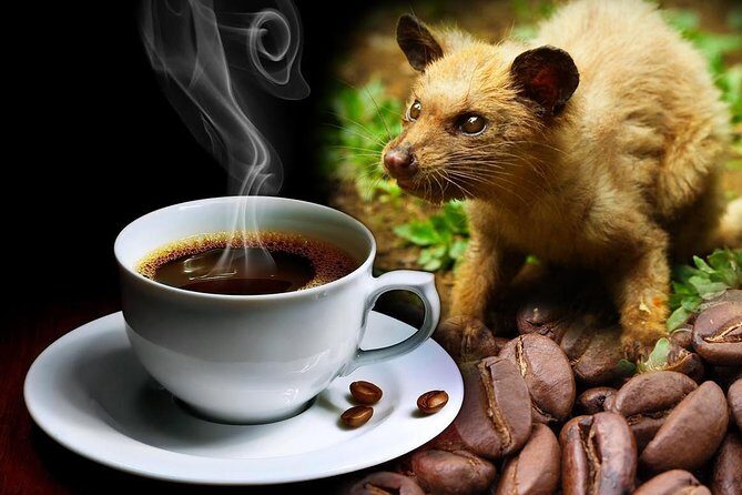 Ubud Surounding Tour - Stop 4: Segara Windhu coffee plantations and the luwak story