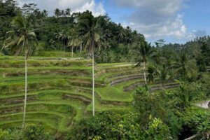 Ubud Tour - Highlight of Ubud - Traditional Tour - How a 10-Hour Loop Feels on the Ground