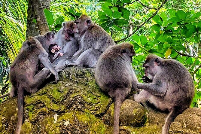 Ubud Tour - Highlight of Ubud - Traditional Tour - Budget Reality: $85, Admissions, and What You’re Paying For
