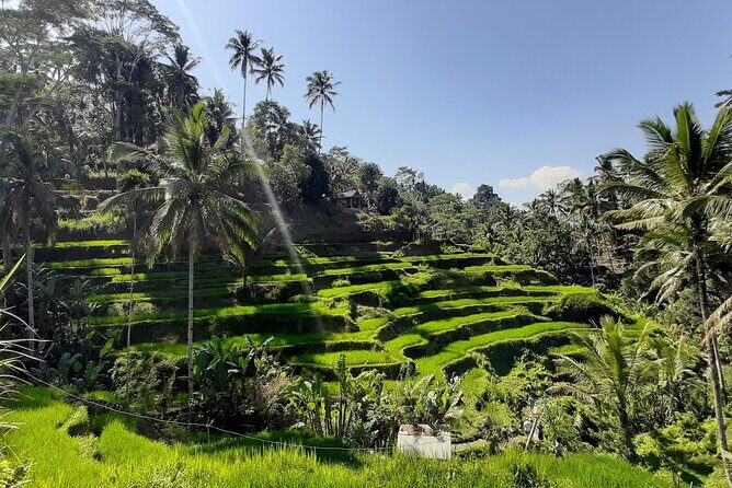 Ubud Tour - Highlights of Ubud - Key Highlights You’ll Feel in Your Day