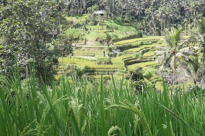 Ubud Tour - Highlights of Ubud - Stop 4: Tegalalang Rice Terrace and the Swing Views