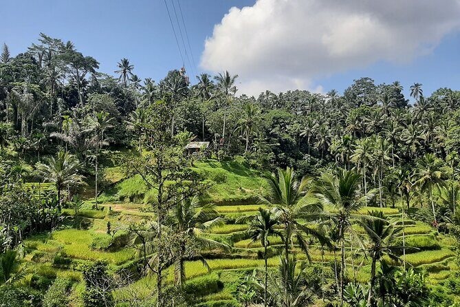 Ubud Tour - Highlights of Ubud - Stop 5: Ubud Monkey Forest Sanctuary Rules and Reality