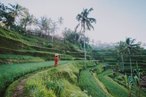 Ubud: Waterfall, Rice Terraces, and Monkey Forest Private Tour - Sacred Monkey Forest Sanctuary: Watching Long-Tailed Macaques Up Close