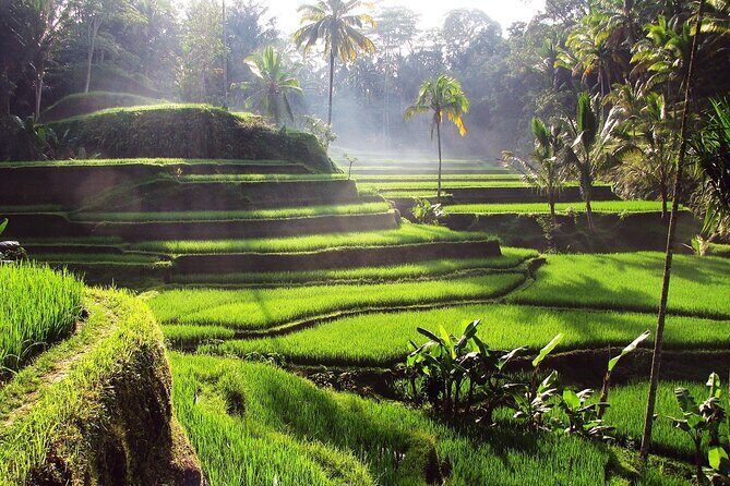 Ubud: Waterfall, Rice Terraces, and Monkey Forest Private Tour - Tegenungan Waterfall: The Payoff With a Natural Pool Option