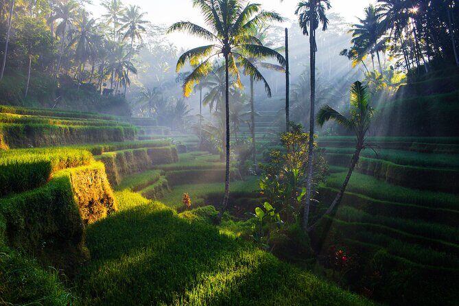 Ubud waterfall, rice terraces, and swing explore - Ubud Jungle Swing plus Balinese coffee making: adrenaline with a cultural add-on