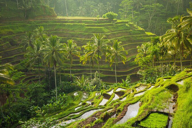 Ubud waterfall, rice terraces, and swing explore - Who this tour suits best (and who may want to adjust)
