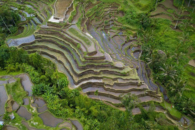 Ubud White Water Rafting, Rice Terrace and Jungle Swing - Price and value: what $65 buys you in a single Ubud day
